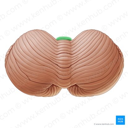 Anterior notch of cerebellum (Incisura anterior cerebelli); Image: Paul Kim