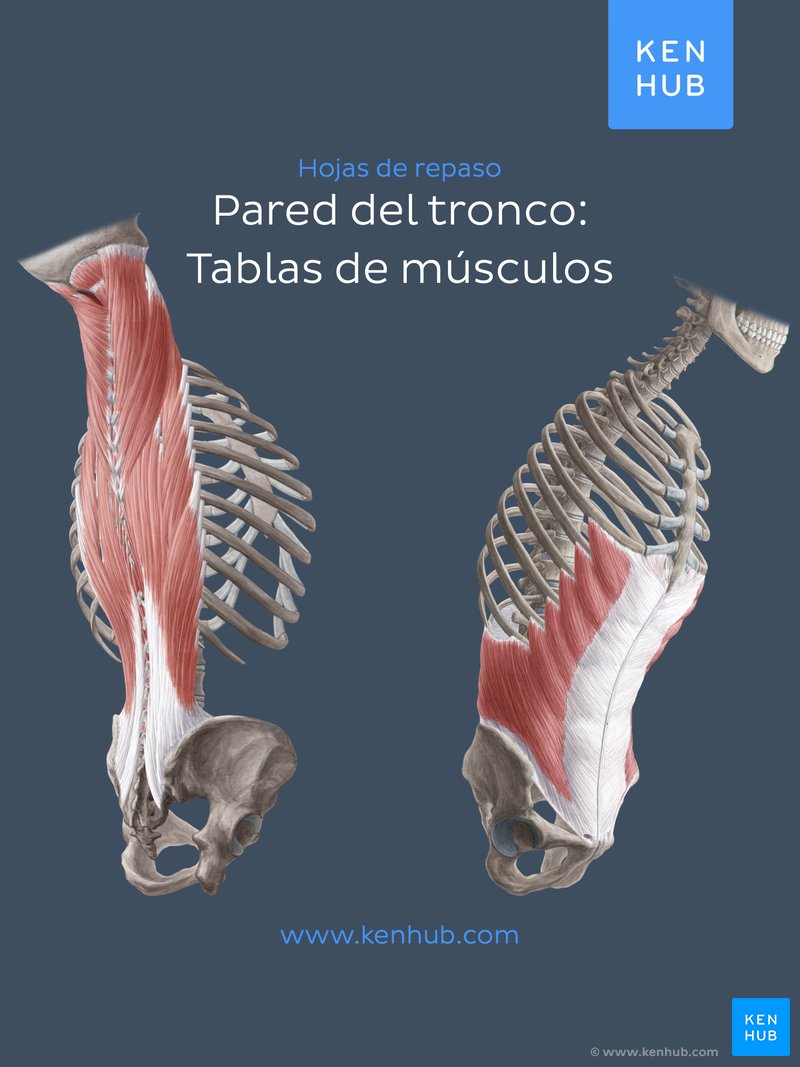 Pared del tronco: Tablas de músculos