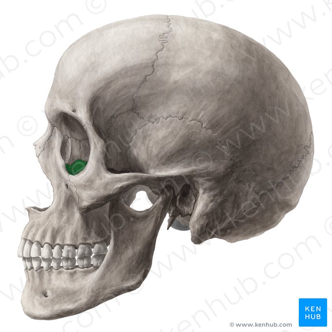 Superfície orbital da maxila (Facies orbitalis maxillae); Imagem: Yousun Koh