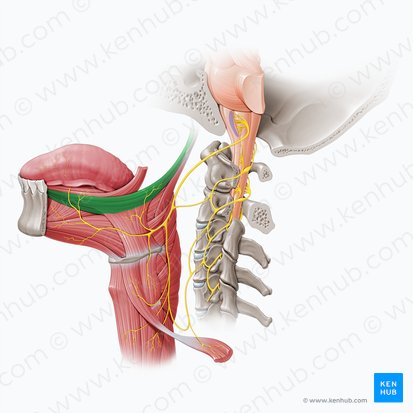 Músculo estiloglosso (Musculus styloglossus); Imagem: Paul Kim