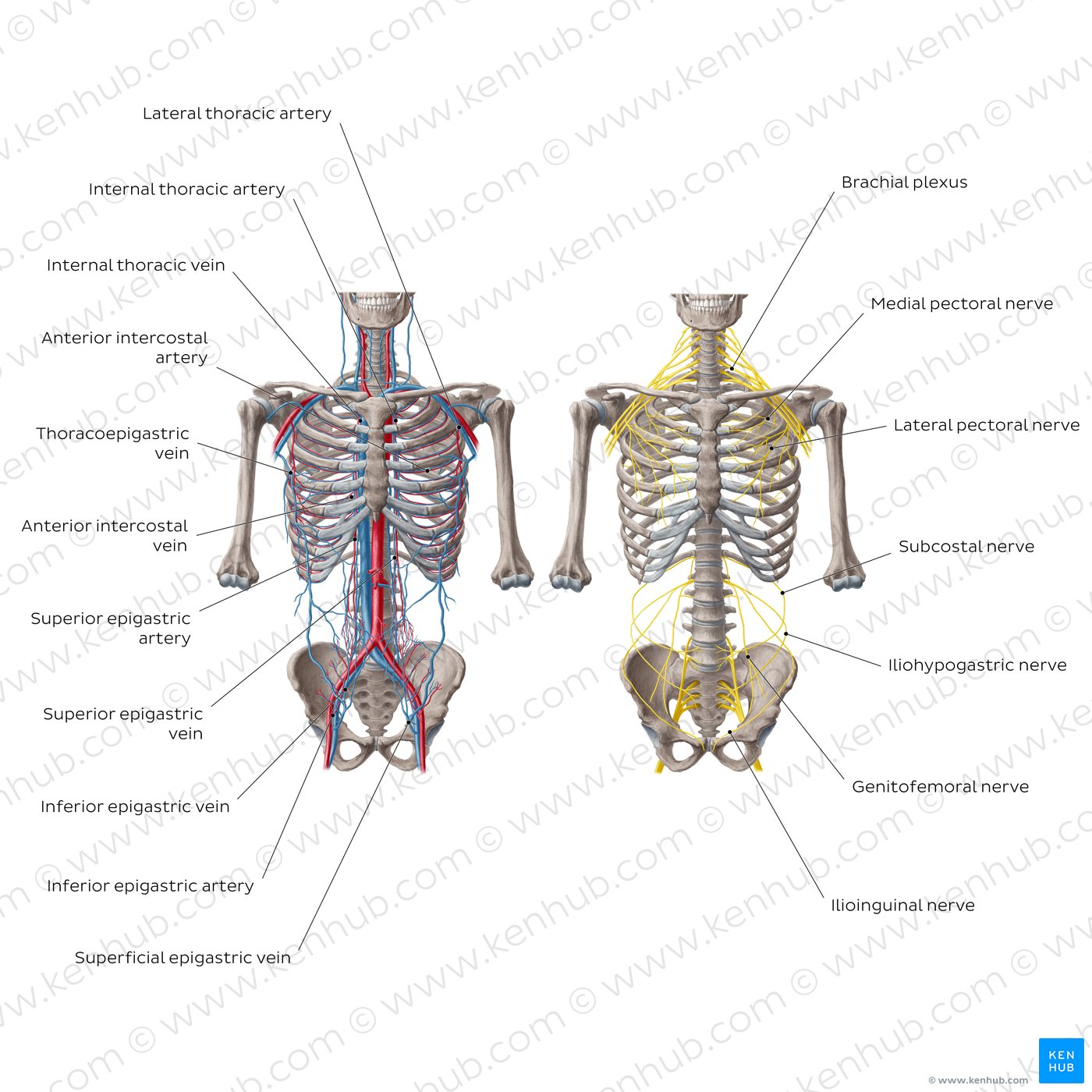 Arteries, veins and nerves of the trunk (diagram)