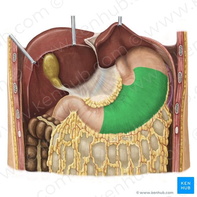 Cuerpo gástrico (Corpus gastris); Imagen: Irina Münstermann