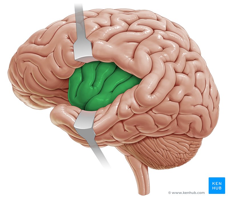 Insula - lateral-left view