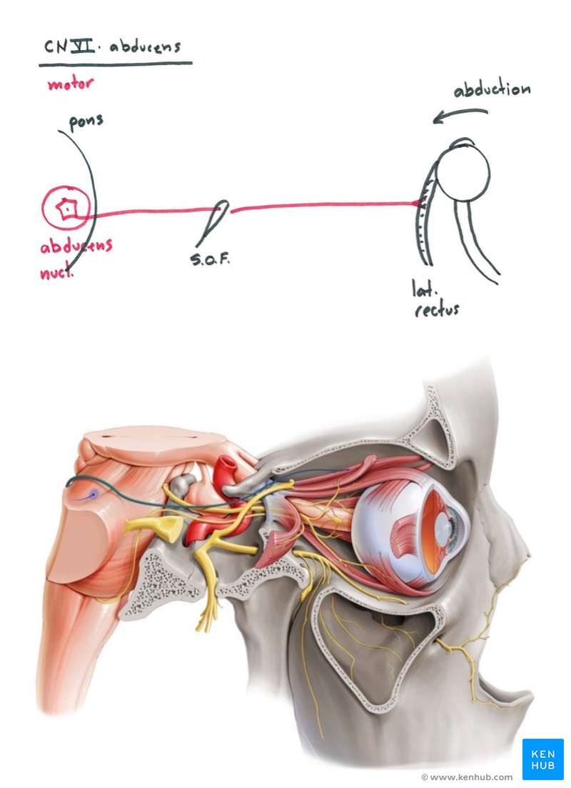 An example of a simplified drawing made by an anatomy instructor (top) that could be compared with an illustration from the Kenhub atlas (bottom) as a way to understand various features of cranial nerve VI, abducens nerve (highlighted in green)