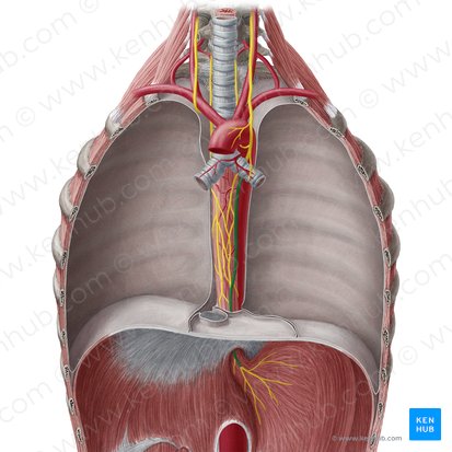 Tronco vagal anterior (Truncus vagalis anterior); Imagem: Yousun Koh