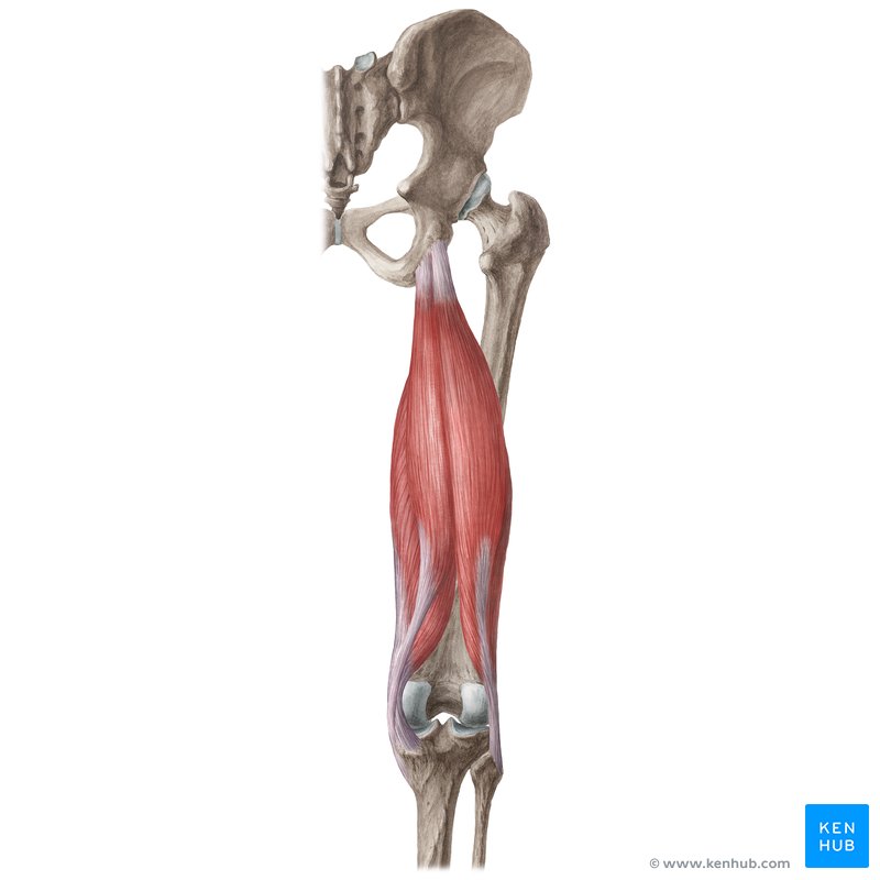 Posterior thigh muscles (Hamstring muscles): Biceps femoris, semimembranosus, semitendinosus
