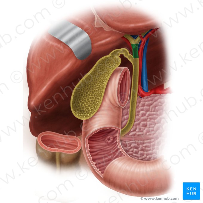 Conducto hepático común (Ductus hepaticus communis); Imagen: Samantha Zimmerman