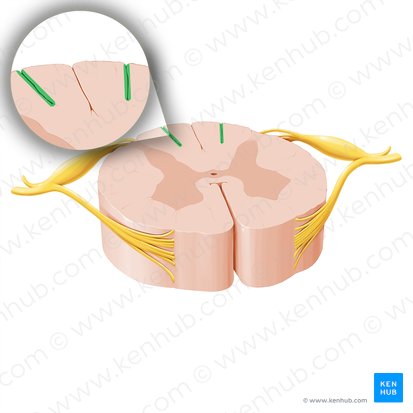 Sulcus intermedius posterior medullae spinalis (Intermediäre hintere Furche des Rückemarks); Bild: Paul Kim