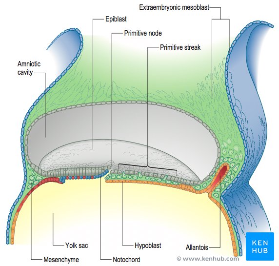 Gray's Anatomy Book - Illustration sample