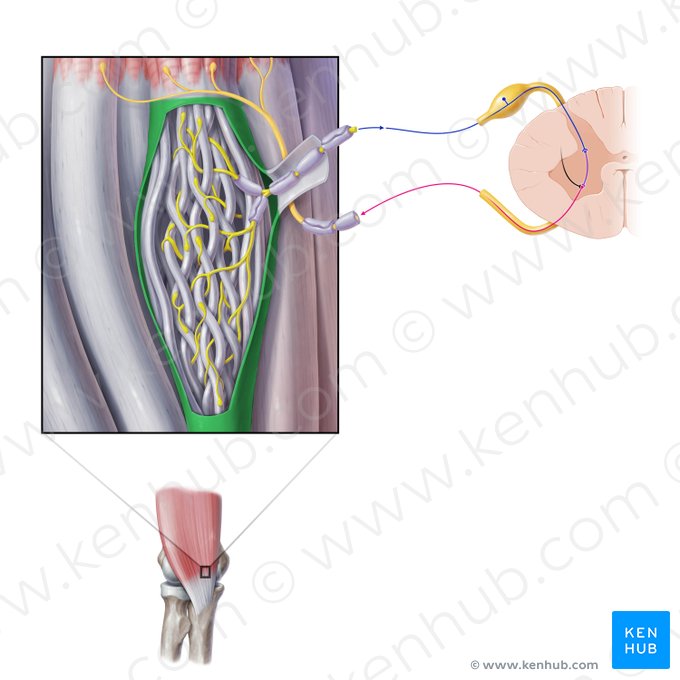 Capsule of tendon organ (Capsula organum sensorium tendinis); Image: Paul Kim