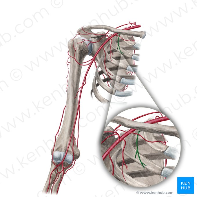 Superior thoracic artery (Arteria thoracica superior); Image: Yousun Koh