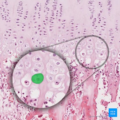 Condrocito hipertrófico (Chondrocytus hypertrophicus); Imagen: 