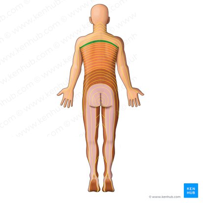 Dermátomo T1 (Dermatoma T1); Imagem: Irina Münstermann