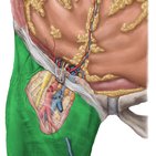 Fascia lata 