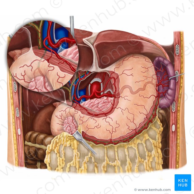 Artéria gastroduodenal (Arteria gastroduodenalis); Imagem: Irina Münstermann