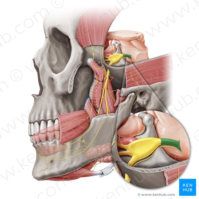 Sensory root of trigeminal nerve (Radix sensoria nervi trigemini); Image: Paul Kim