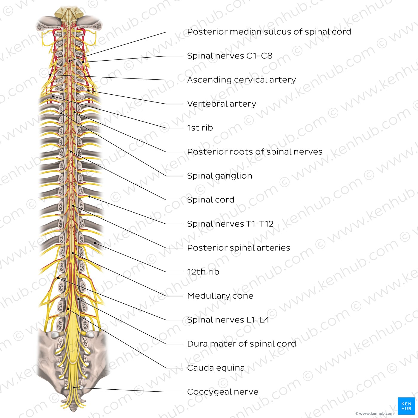 Spinal cord: Anatomy, structure, tracts and function | Kenhub