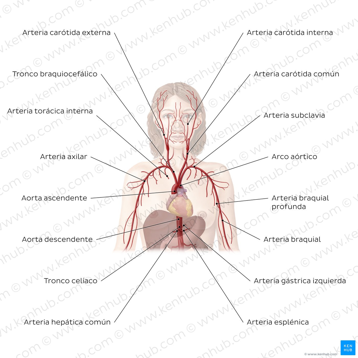 Sistema cardiovascular: Arterias de la porción superior del cuerpo
