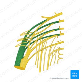División fibular común del nervio ciático (Divisio fibularis communis nervi ischiadici); Imagen: Begoña Rodriguez