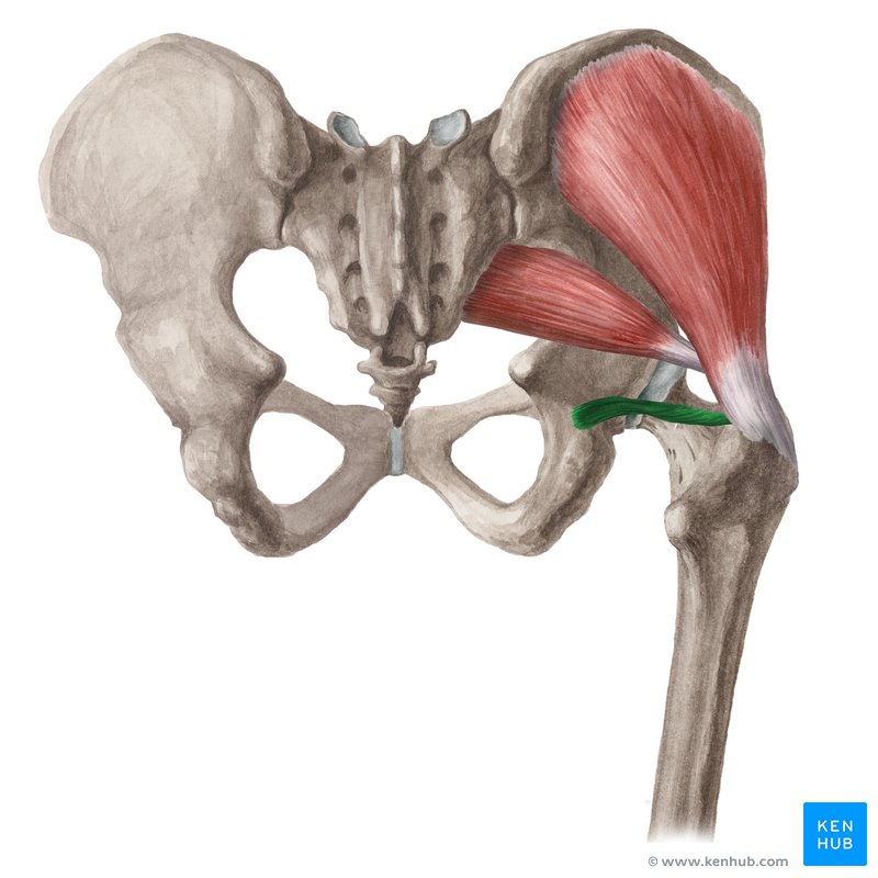 Inferior gemellus muscle (musculus gemellus inferior)