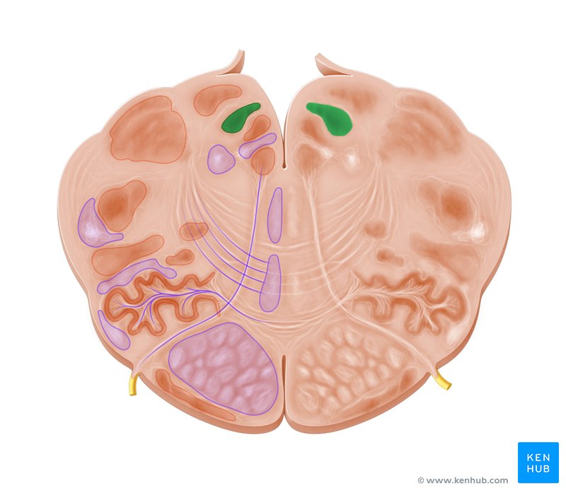 Nucleus of solitary tract - cross-sectional view