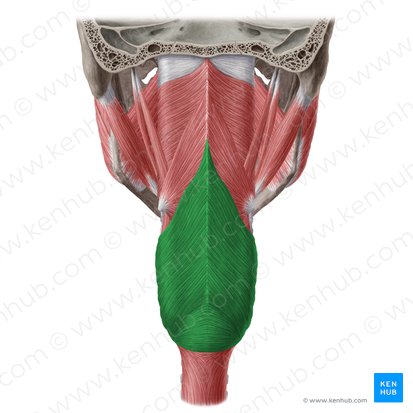 Inferior pharyngeal constrictor muscle (Musculus constrictor inferior pharyngis); Image: Yousun Koh