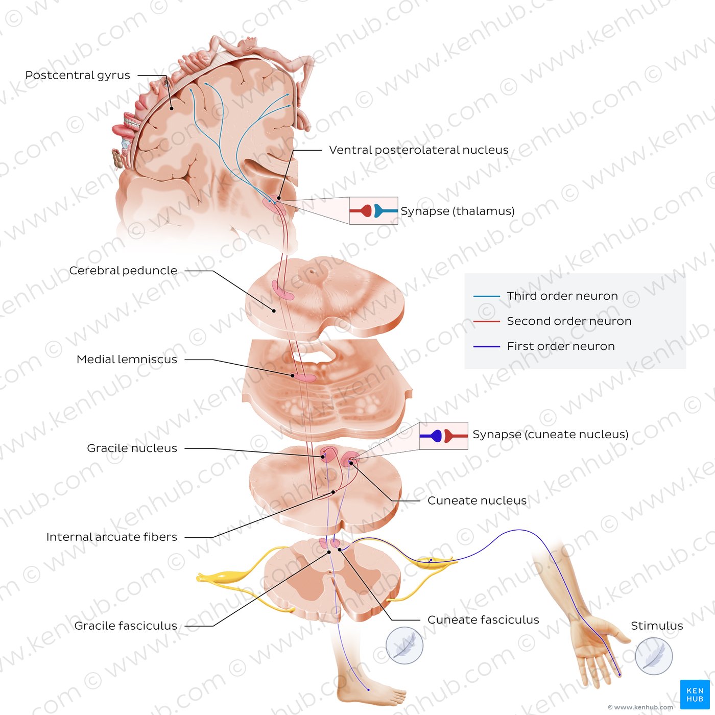 Dorsal column - Medial lemniscus pathway (PCML)