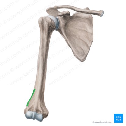 Crista supracondilar lateral do úmero (Crista supracondylaris lateralis humeri); Imagem: Yousun Koh