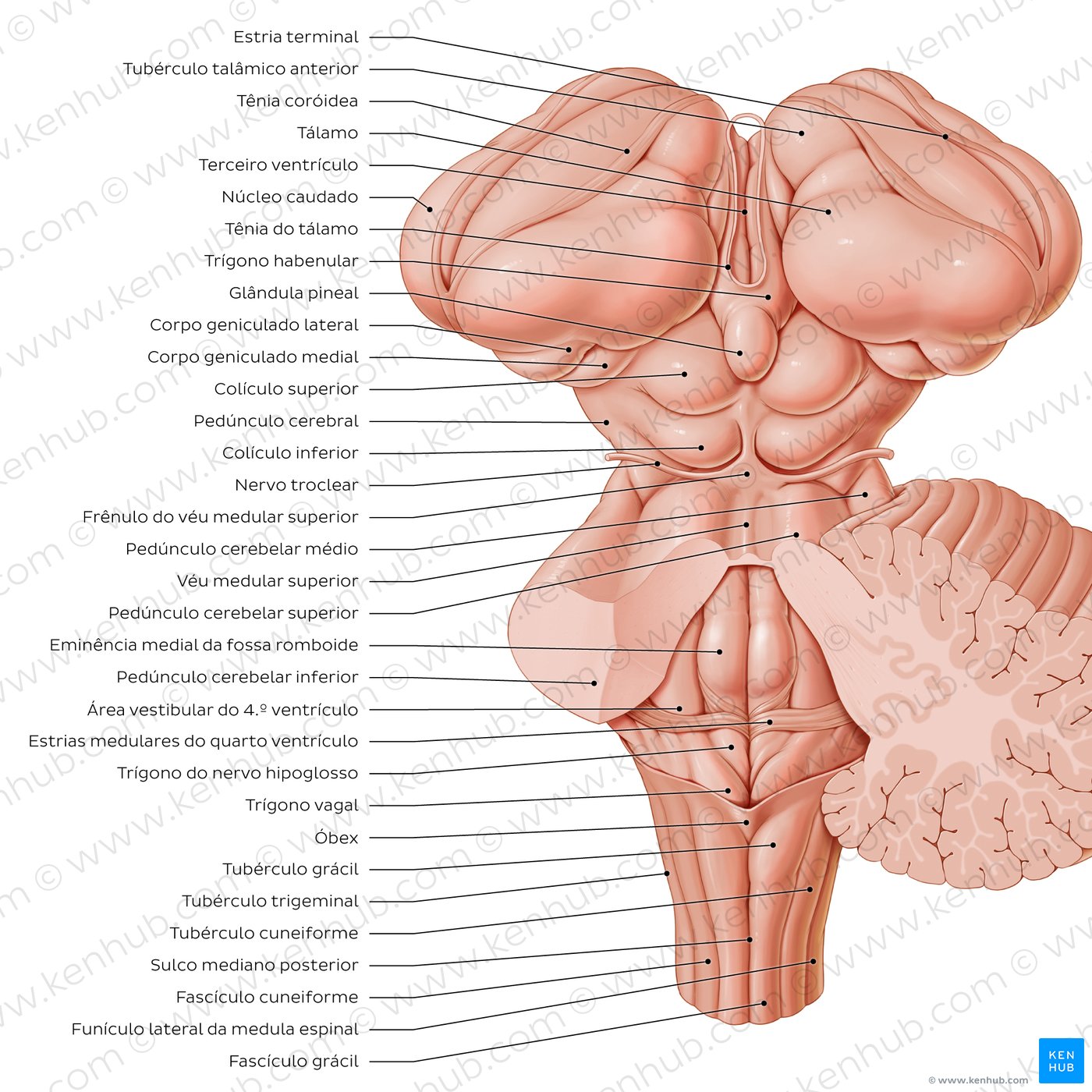 Anatomia do tronco cerebral e estruturas relacionadas - vista posterior