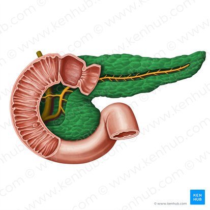 Pancreas; Image: Irina Münstermann