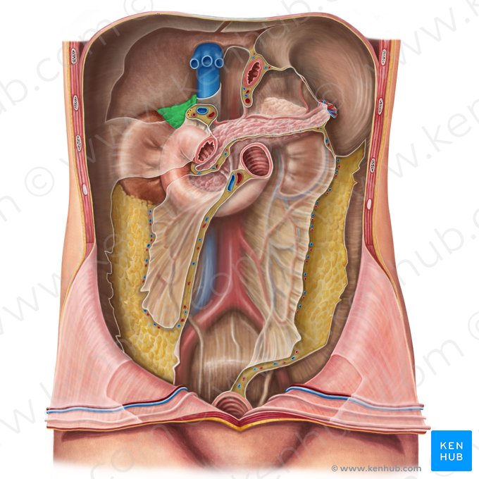 Glândula suprarrenal direita (Glandula suprarenalis dextra); Imagem: Irina Münstermann