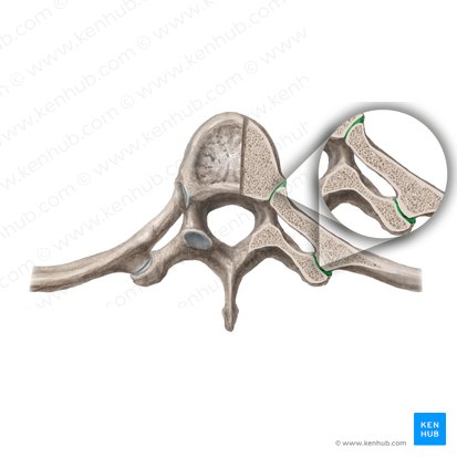 Articulationes costovertebrales (Rippen-Wirbel-Gelenke); Bild: Begoña Rodriguez
