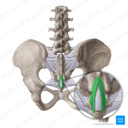 Ligamentum sacrococcygeum posterius superficiale (Oberflächliches hinteres Kreuzbein-Steißbein-Band); Bild: Liene Znotina