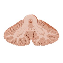 Núcleos del cerebelo
