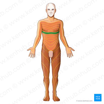 T6 dermatome (Dermatoma T6); Image: Irina Münstermann