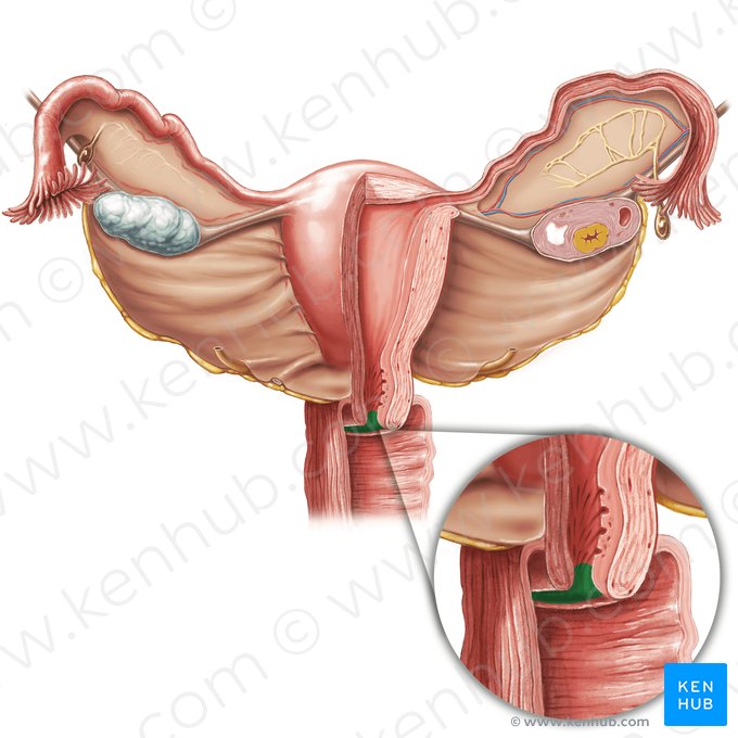 Orificio externo del útero (Ostium externum uteri); Imagen: Samantha Zimmerman