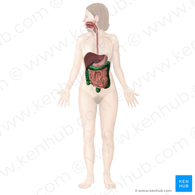 Intestinum crassum (Dickdarm); Bild: Begoña Rodriguez