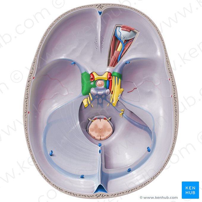 Cavernous sinus (Sinus cavernosus); Image: Paul Kim