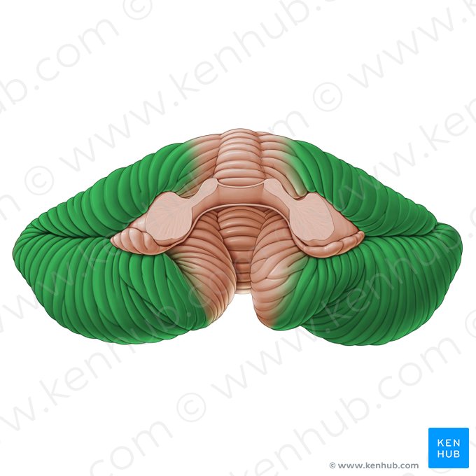 Pontocerebellum; Image: Paul Kim