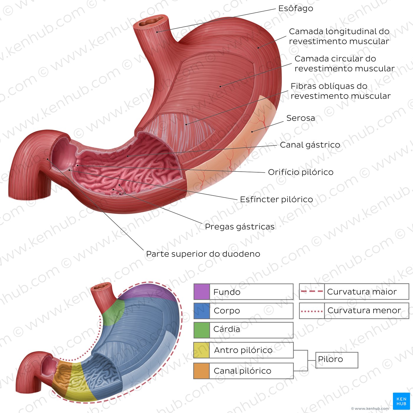 Mucosa e camadas musculares do estômago - vista anterior