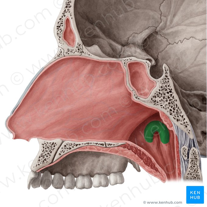 Torus tubarius; Image: Yousun Koh