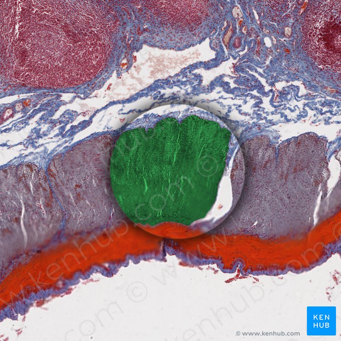 Túnica muscular (Tunica muscularis); Imagem: 