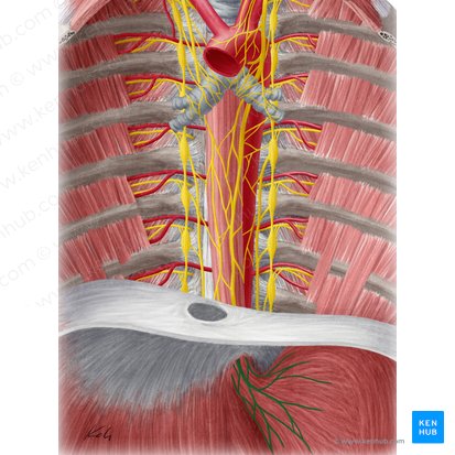 Plexo gástrico anterior (Plexus gastricus anterior); Imagem: Yousun Koh