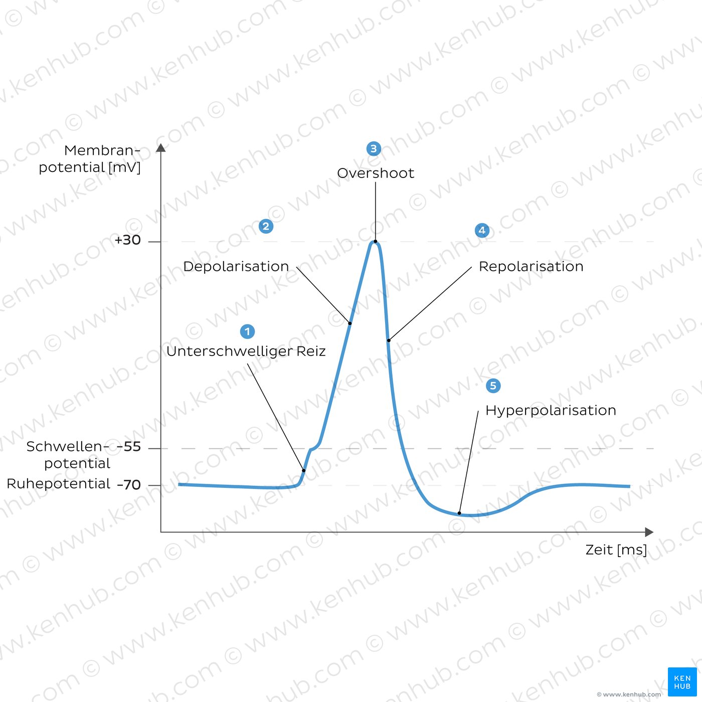 A curve showing generation of an action potential.