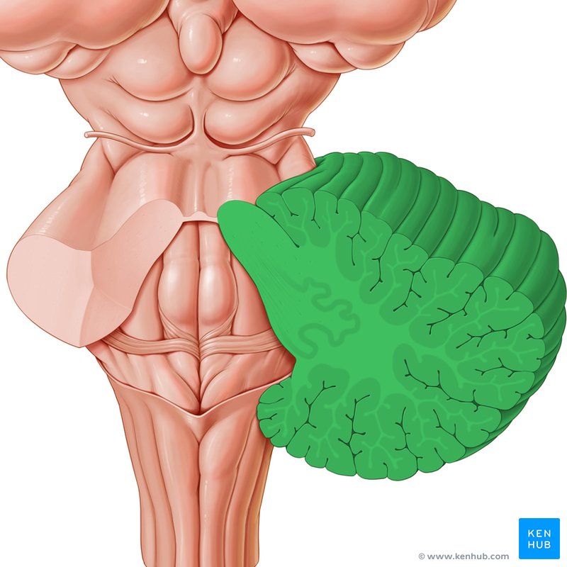 Cerebellum - dorsal view
