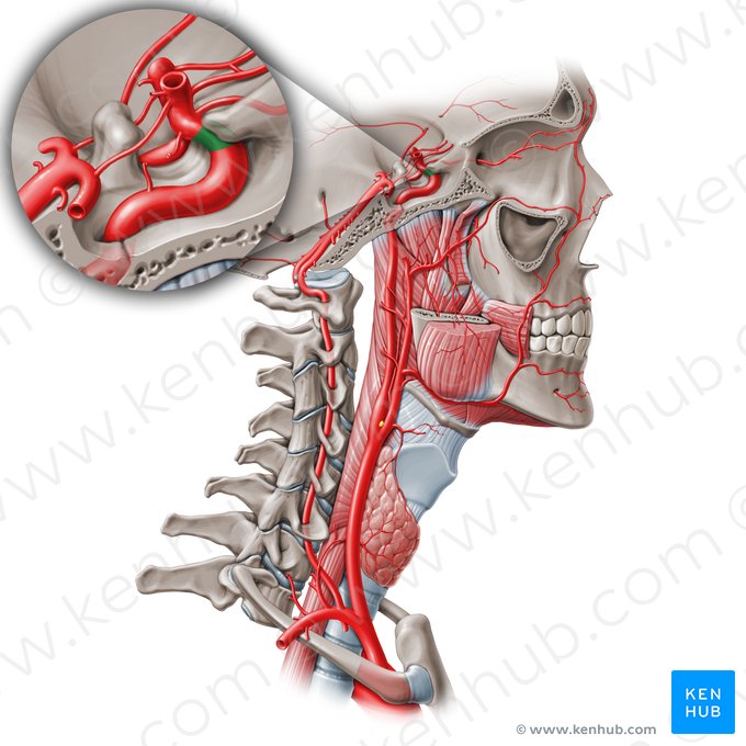 Parte clinoide da artéria carótida interna (C5) (Pars clinoidea arteriae carotidis internae (C5)); Imagem: Paul Kim