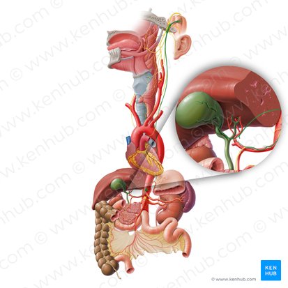 Plexus hépatique (Plexus hepaticus); Image : Paul Kim