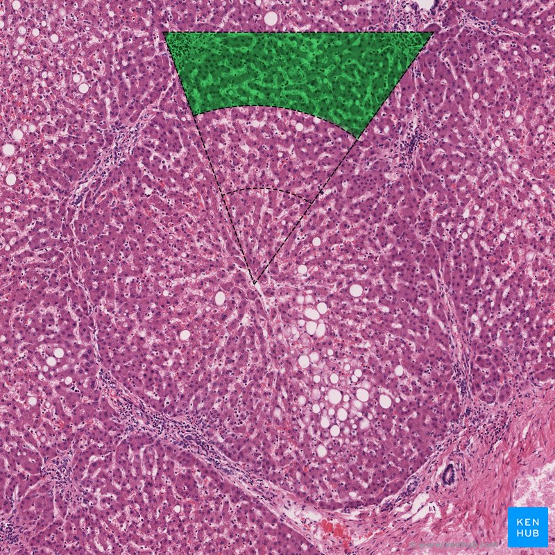 Zone 1 - histological slide