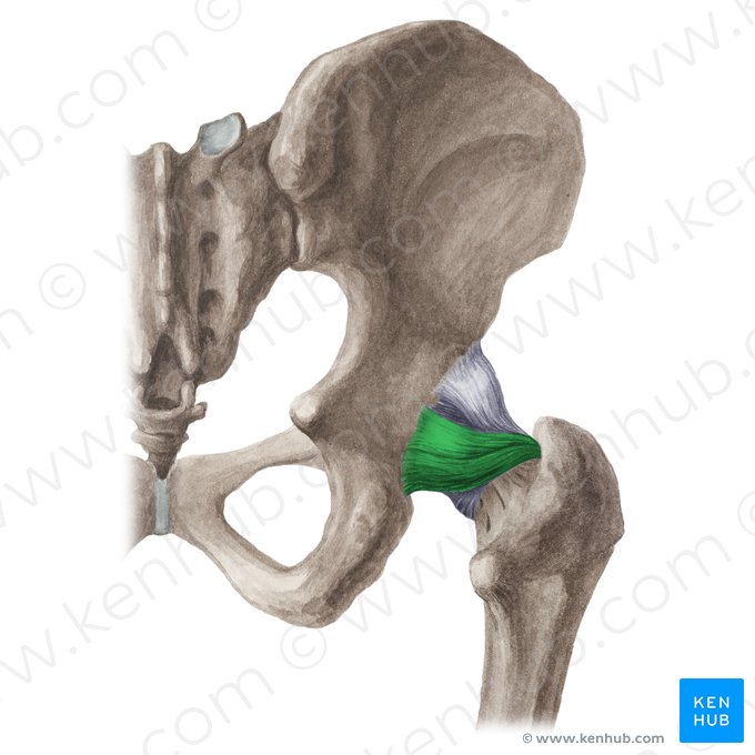 Ligamento isquiofemoral (Ligamentum ischiofemorale); Imagem: Liene Znotina