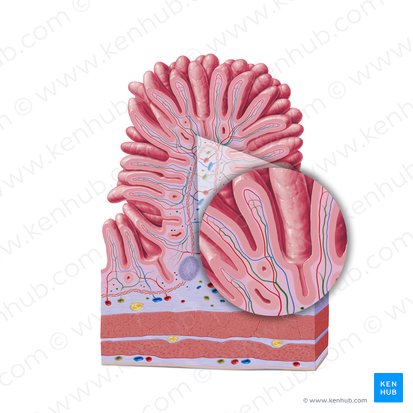 Lacteal (Vas lymphaticum centrale); Image: Paul Kim